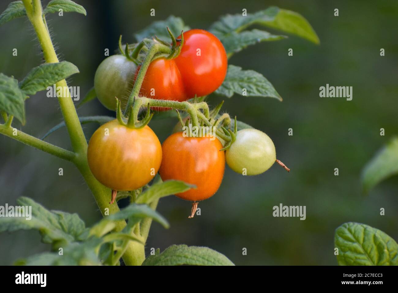 Cluster von mehrfarbigen Kirschtomaten auf der Rebe wächst im Hausgarten Stockfoto