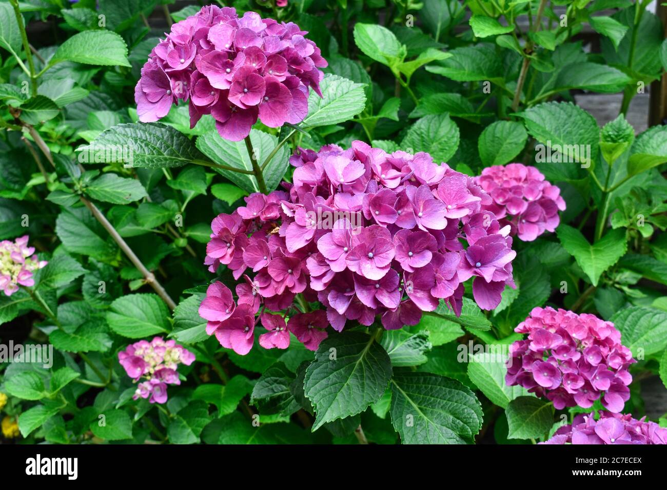 Üppige rosa Hortensien Blüten und Knospen auf Busch im heimischen Garten Stockfoto