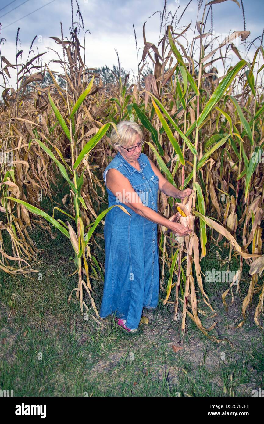 Auf einem Familienbetrieb kontrolliert eine Agronomin die Qualität des Mais, um das Datum der Ernte des Mais zu bestimmen. Stockfoto