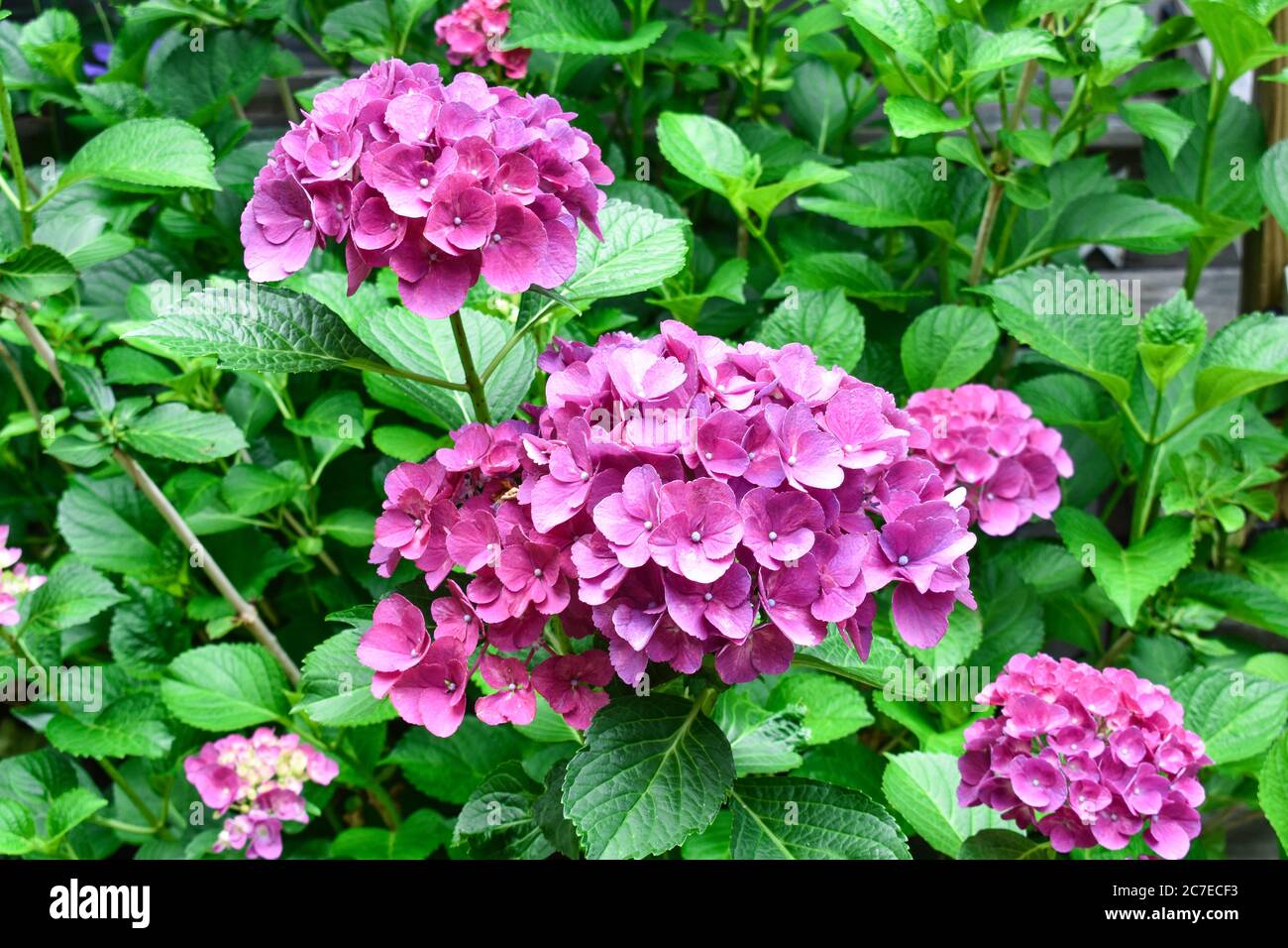 Üppige rosa Hortensien Blüten und Knospen auf Busch im heimischen Garten Stockfoto