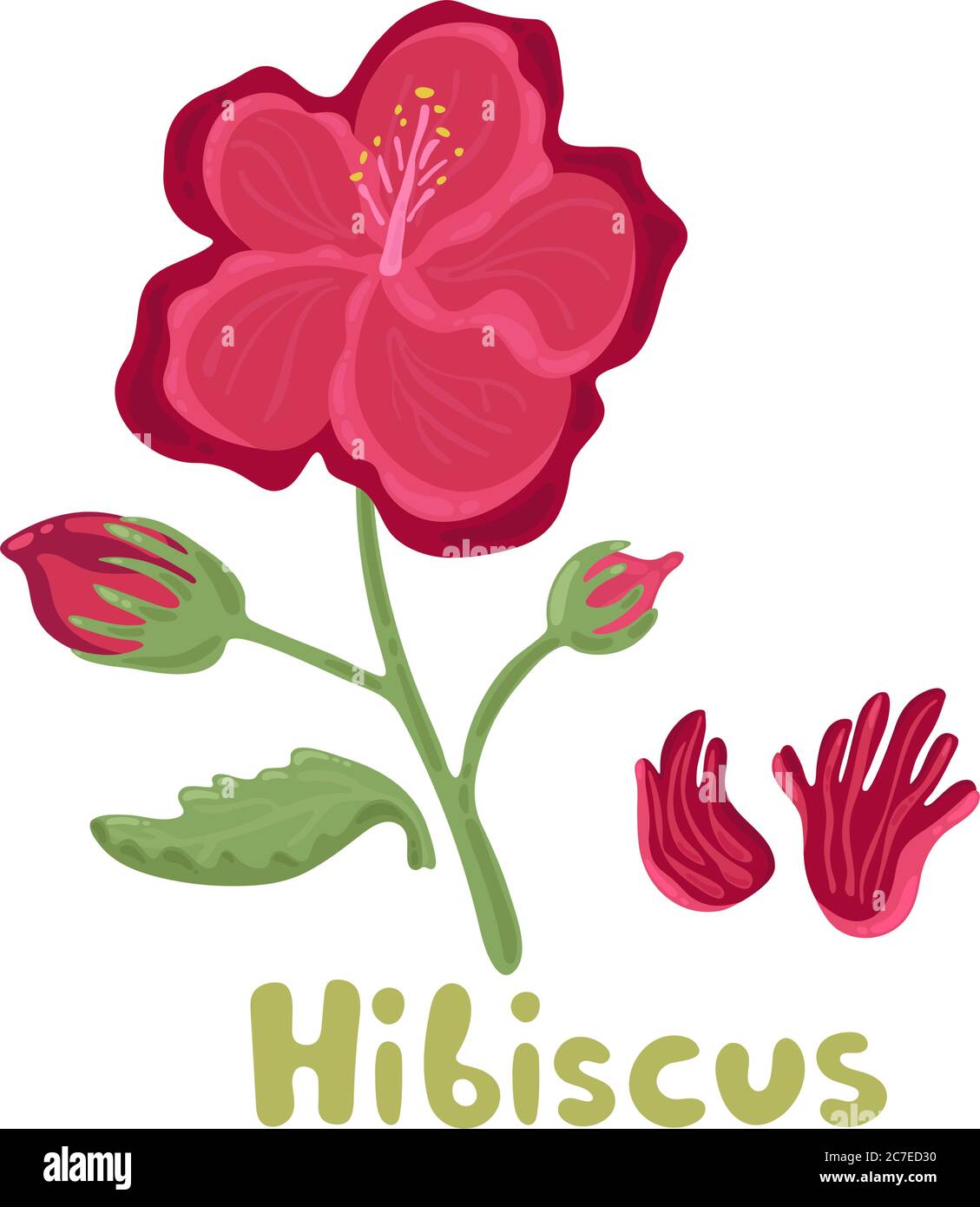 Hibiskusblüte. Tropische Blumen helle Farbe Vektor Illustration. Tropisch blühende Hibiskusblüte mit Blättern. Kulinarischer Kräuterhibiskus Stock Vektor