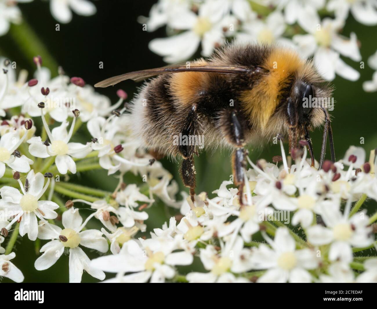 Britische einheimische Weißschwanzhummel, Bombus lucorum, Fütterung von Hogweed, Heracleum spondylium Stockfoto