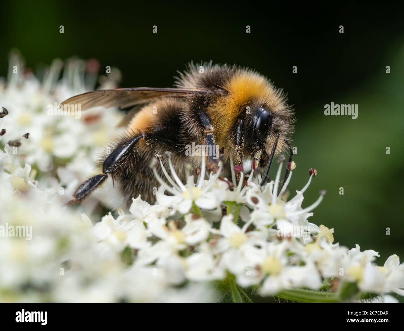 Britische einheimische Weißschwanzhummel, Bombus lucorum, Fütterung von Hogweed, Heracleum spondylium Stockfoto