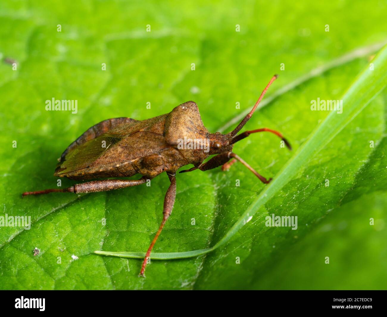 Seitenansicht des Erwachsenen des britischen Hemipteran Dock Bug, Coreus marginatus Stockfoto