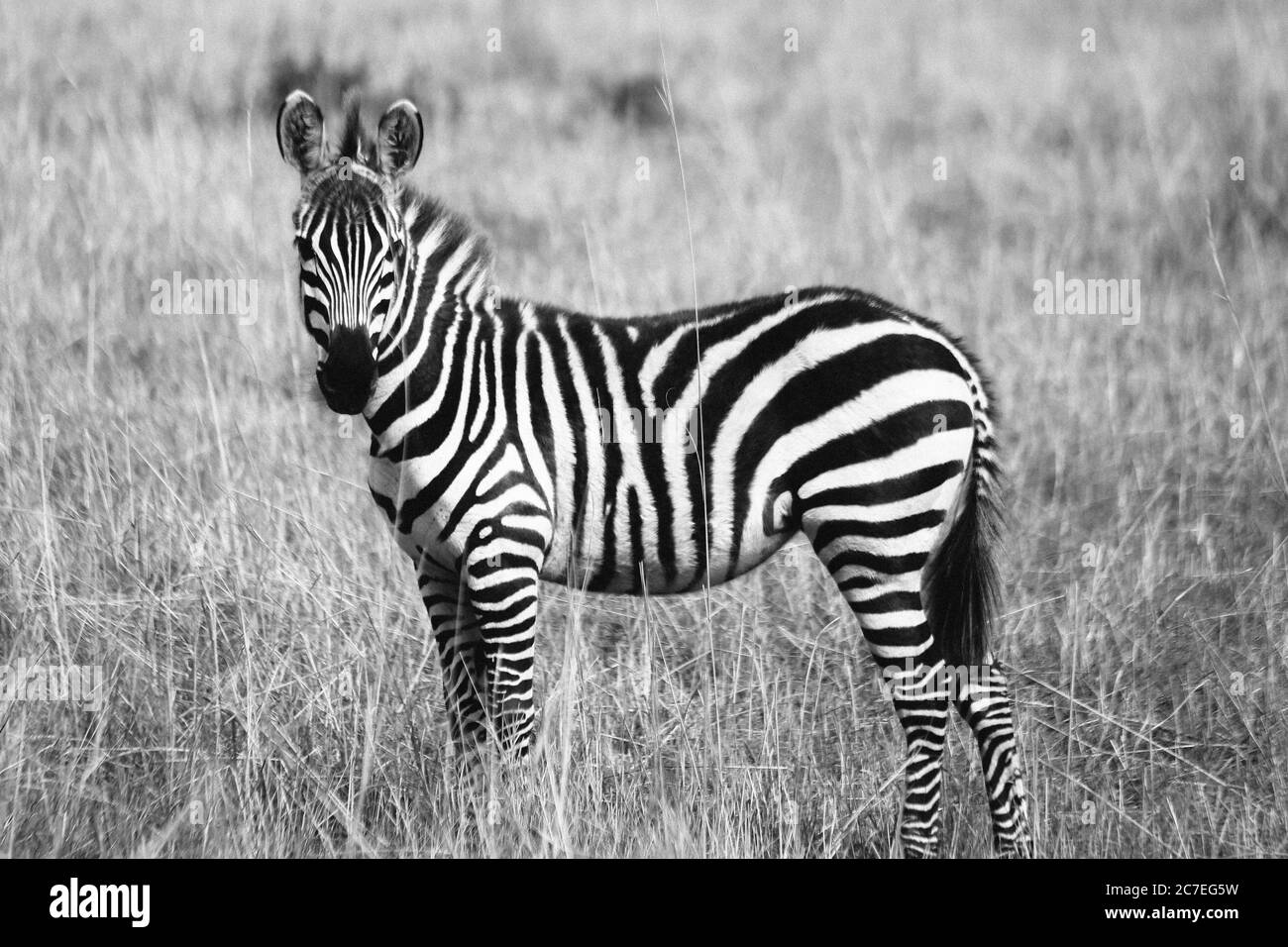 Graustufenaufnahme eines einsamen Zebras in einem grasbewachsenen Feld - toll für einen coolen Hintergrund Stockfoto