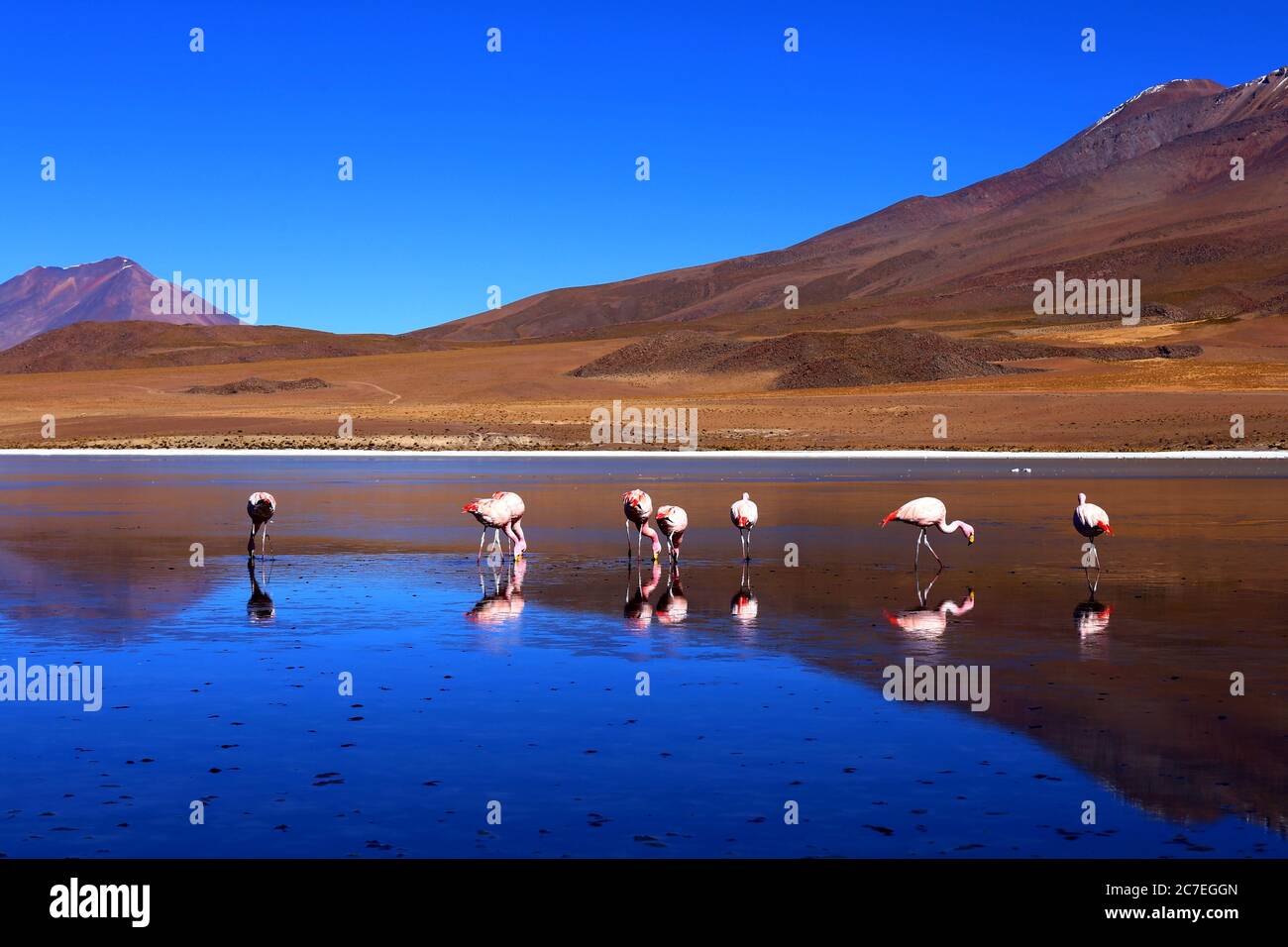 Bolivianische Wüste Stockfoto