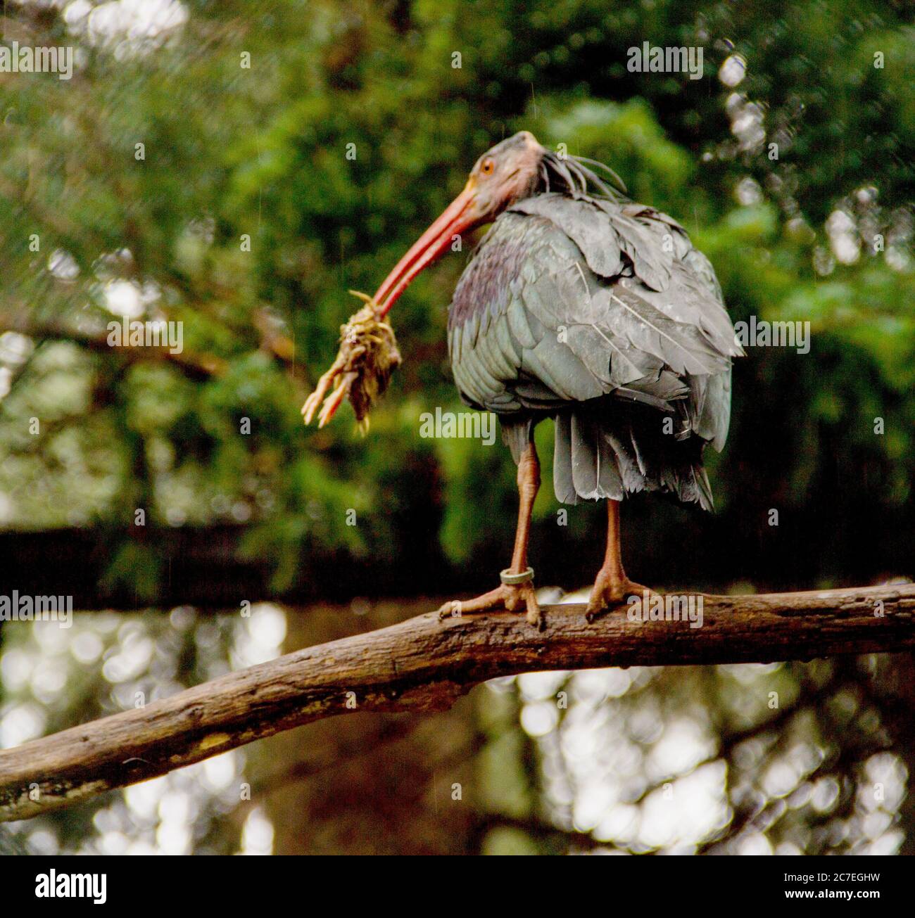 Rückansicht eines kahlen Ibis mit Beute im Schnabel Stockfoto