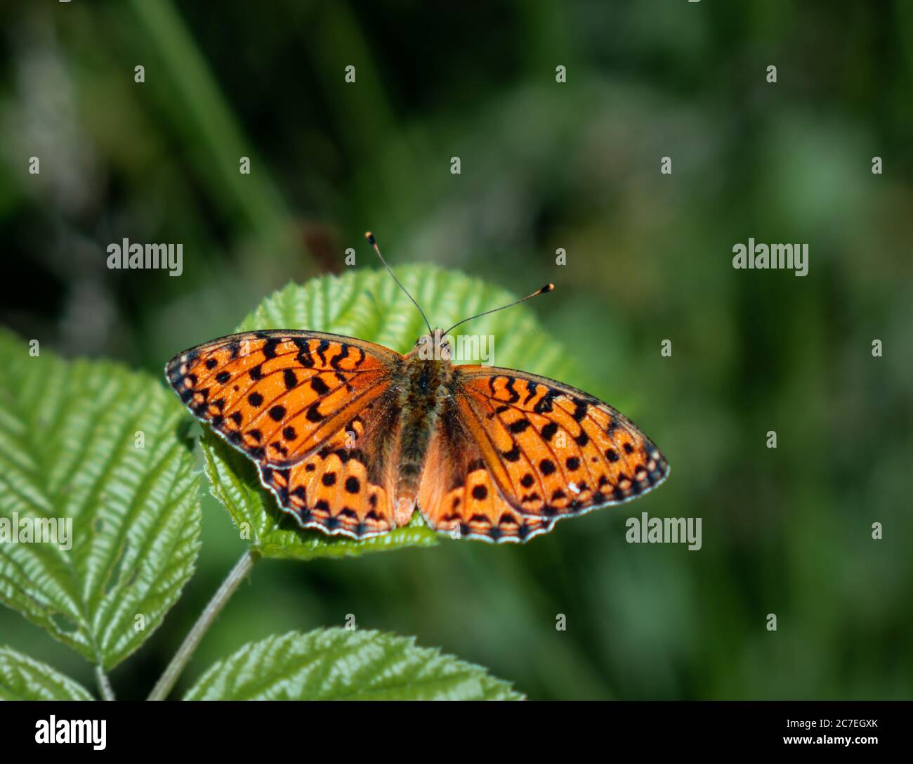 Schöner oranger Fritillarschmetterling mit Perlenumrandung auf grünen Blättern Stockfoto