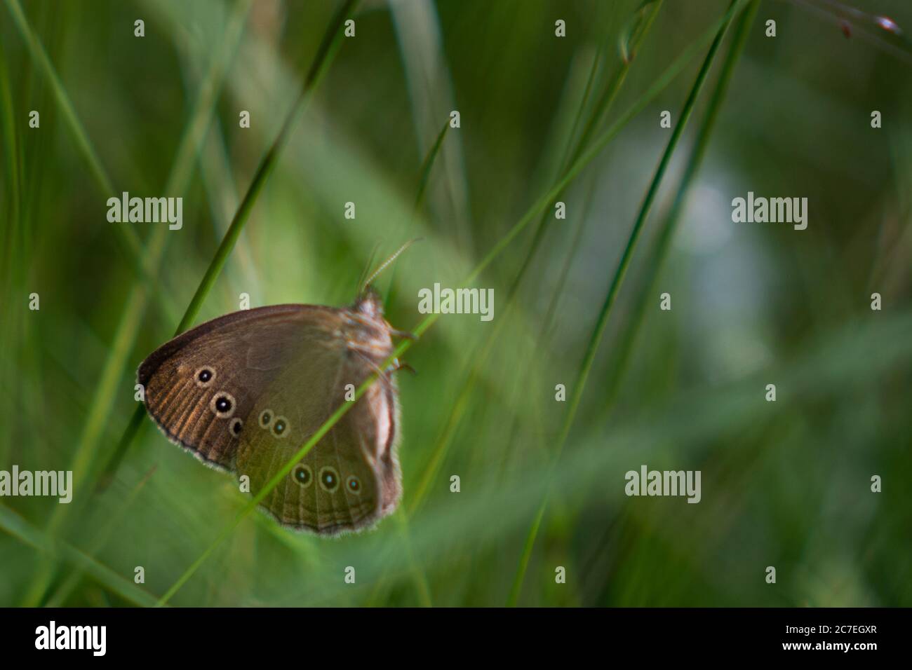 Schöner brauner Ringel-Schmetterling in einem grünen grasfeld Stockfoto