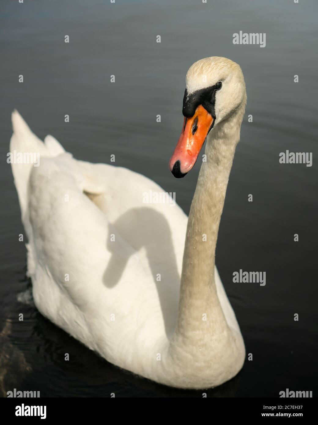 Schöner Schwan posiert für ein Porträt beim Schwimmen in still Wasser Stockfoto