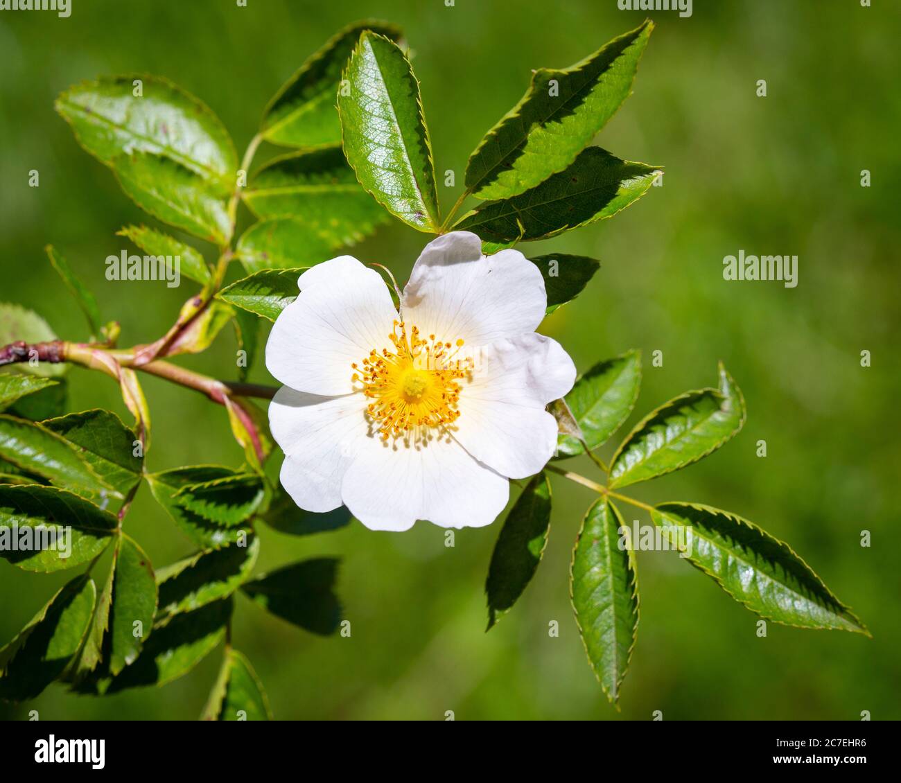Blühende Hunderose (Rosa canina) auf grünem Hintergrund. Stockfoto