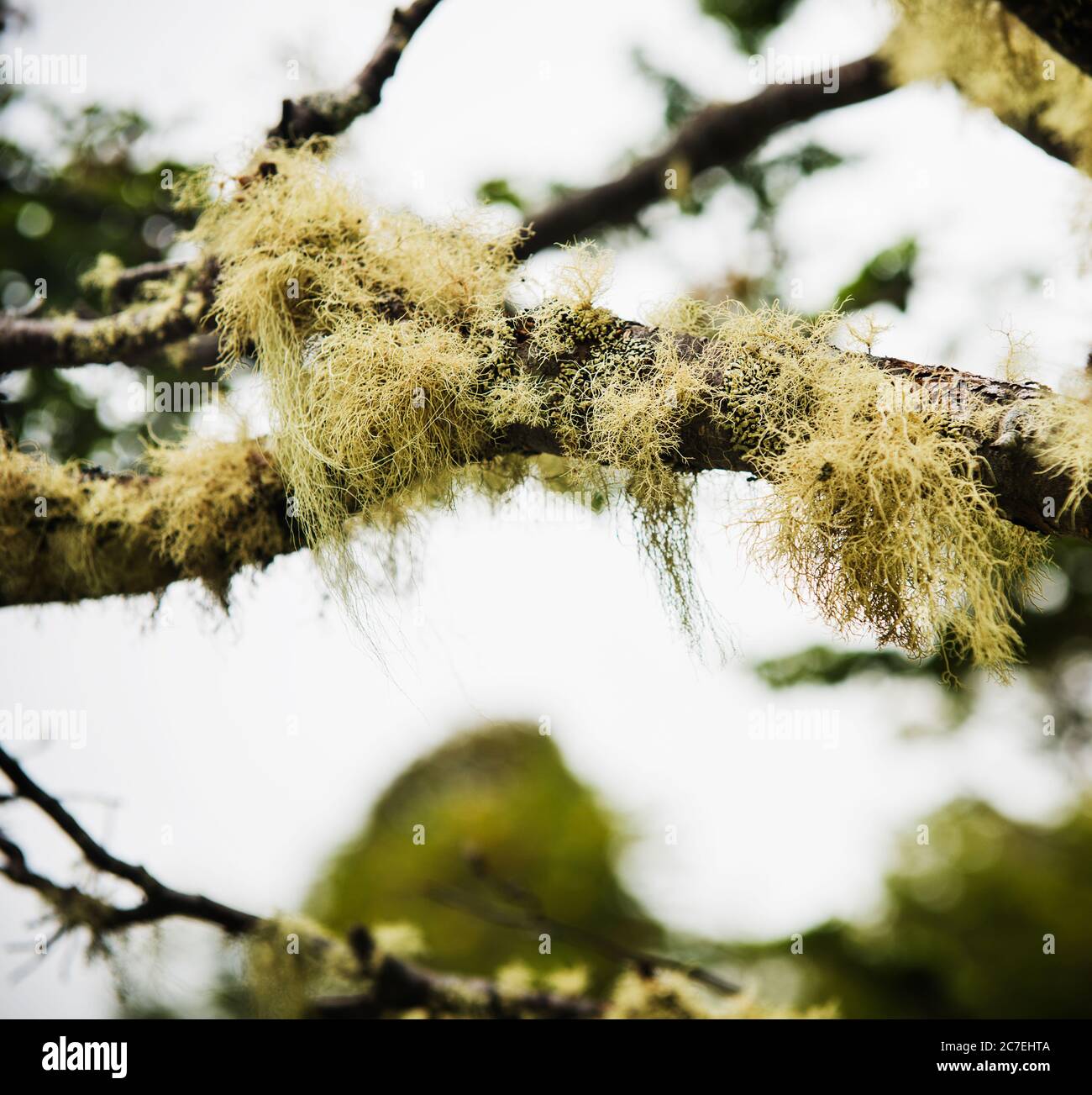 Grünes Moos auf einem Baum Tierra del Fuego Nationalpark, Ushuaia, Argentinien, Patagonien, Südamerika Stockfoto