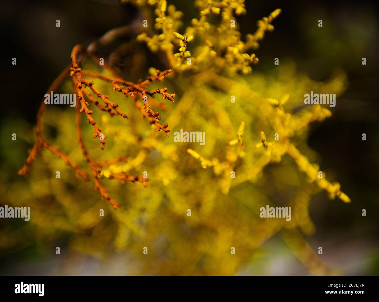 Gelbes Blattdetail, Tierra del Fuego Nationalpark, Ushuaia, Argentinien, Patagonien, Südamerika Stockfoto