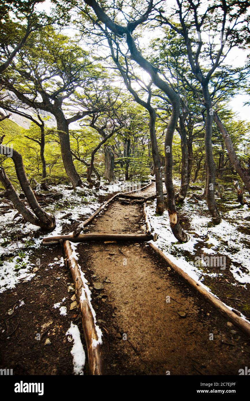 Weg zum Glacier Martial, Ushuaia, Argentinien, Patagonien, Südamerika Stockfoto