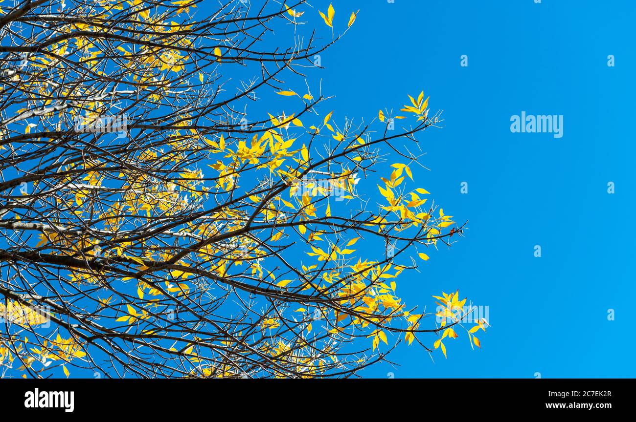Sommerbaum im Herbst, Konzept von Reisen, Urlaub und sonniges Wetter mit Copy Space. Stockfoto