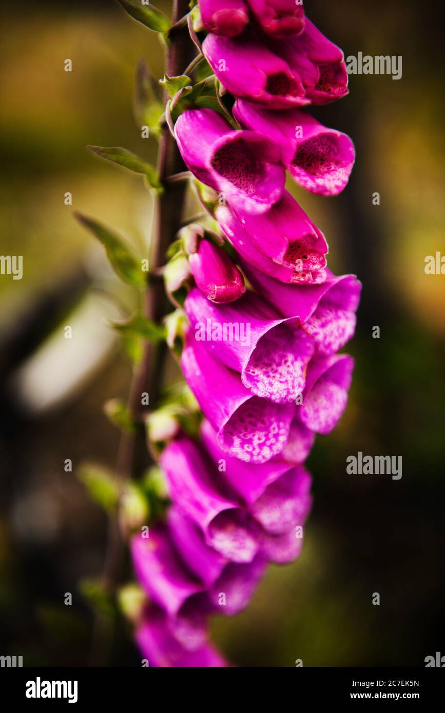 Lupine Blumen Detail In Torres Del Paine Nationalpark Chile Patagonien S damerika 