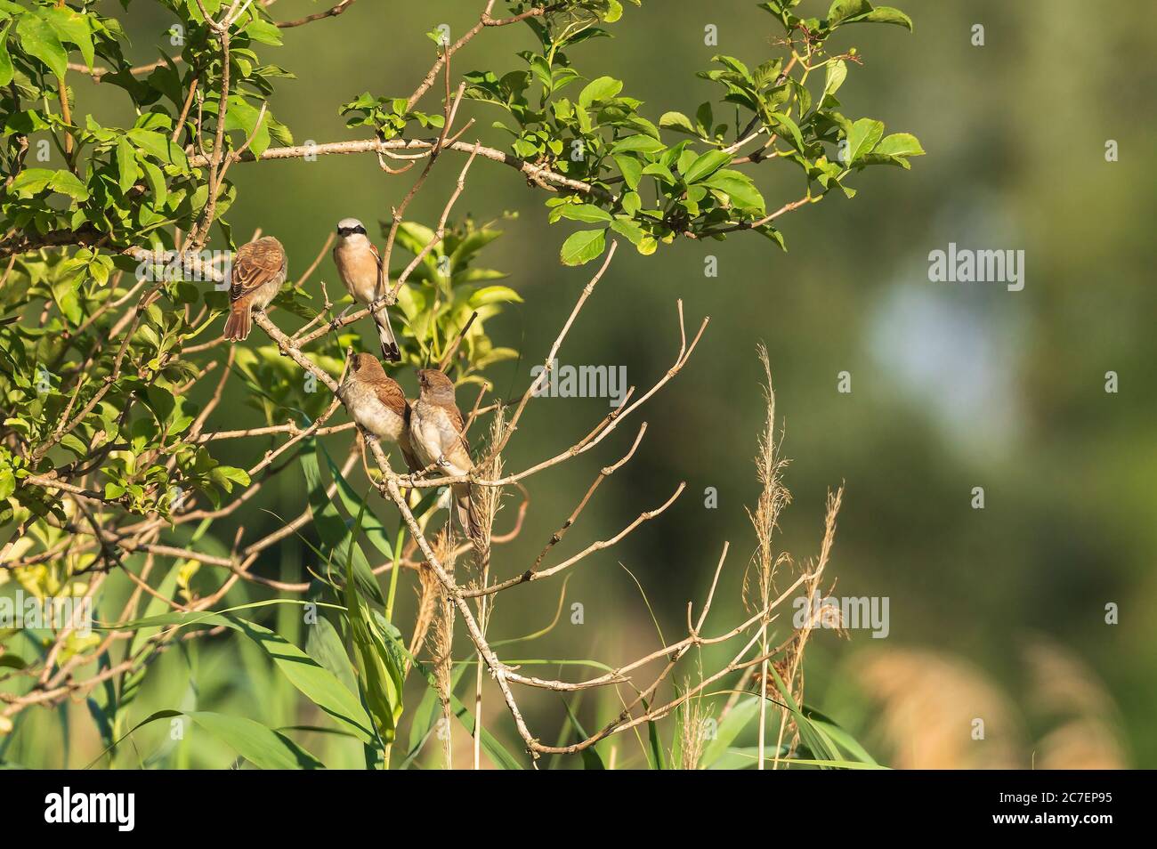 Ein männlicher Rotrückenwürger mit seinen Jungen an Ästen eines Busches Stockfoto