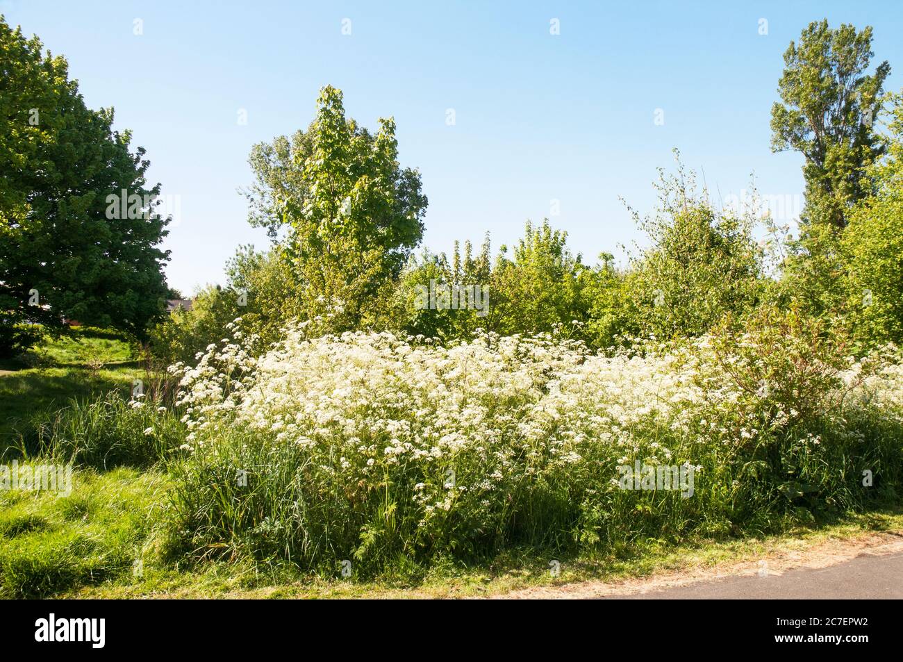 Ein Bett aus Kuhpsilie Anthriscus sylvestris der Karottenfamilie im Frühjahr wächst in einem Wildtiergebiet auf einem lokalen Park in Blackpool Lancashire England Stockfoto
