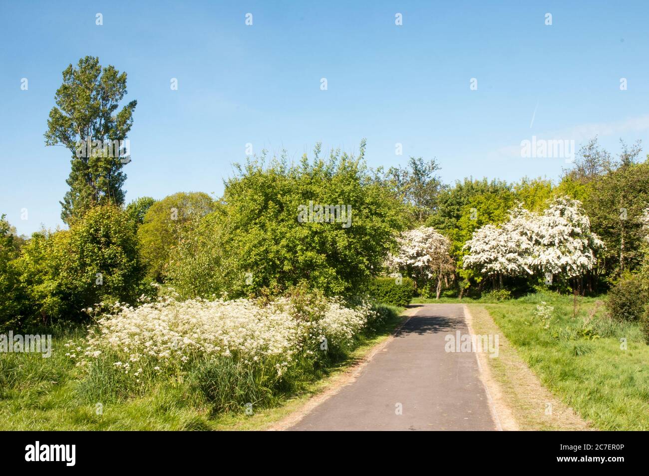 Ein Bett aus Kuhpsilie Anthriscus sylvestris der Karottenfamilie im Frühjahr wächst in einem Wildtiergebiet auf einem lokalen Park in Blackpool Lancashire England Stockfoto