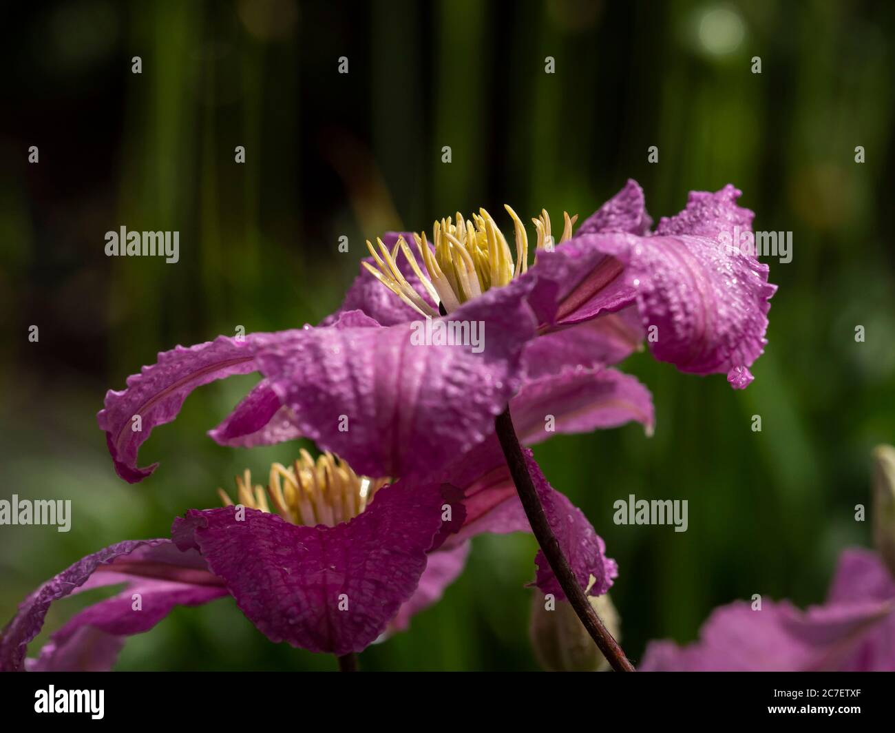 Nahaufnahme der rosa Blütenblätter und gelben Staubgefäße von schönen Clematis Blumen in einem Garten Stockfoto