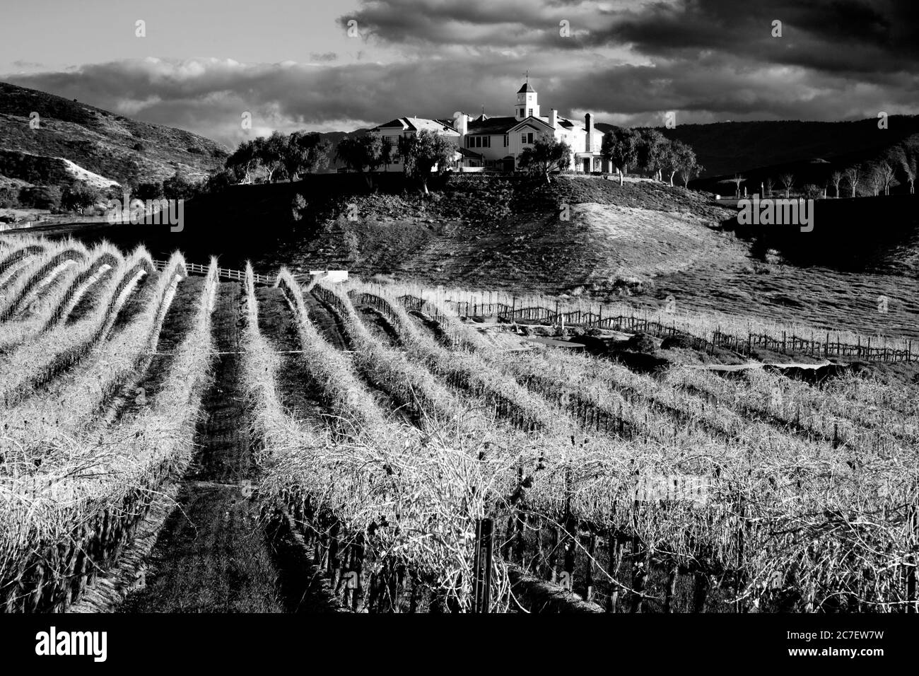 Leonesse Weinberg, Temecula Wein Land, Riverside County, Kalifornien, USA Stockfoto