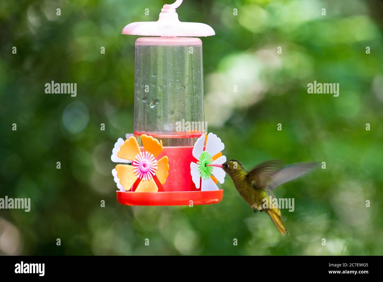 Kolibri fliegen und trinken Zuckerwasser Stockfoto