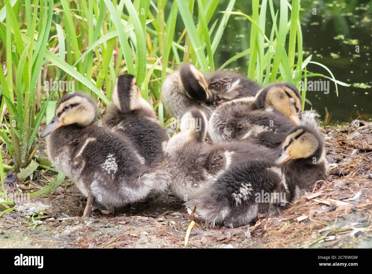 Eine Familie von Stockenten auf einem Kanal, England. Anas platyrhynchos, anatidae, Wasservögel, Vogel, Huddle, Ruhe, Schlaf, Snooze Stockfoto