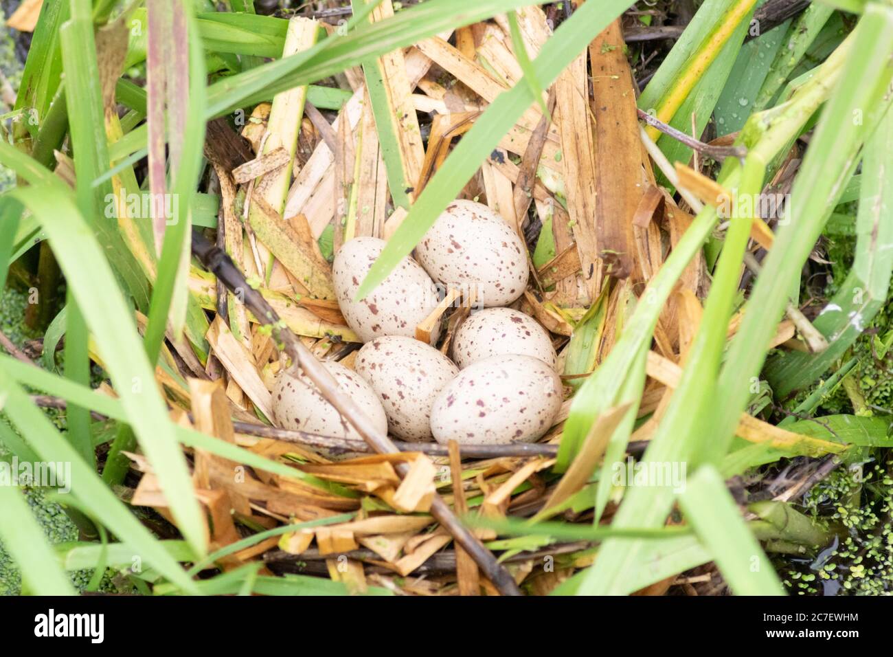 Sechs Eier in einem Moorennest, auch bekannt als Wasserhuhn, gallinula chloropus. Kleiner schwarzer Vogel mit rotem und gelbem Schnabel. Rallidae. Stockfoto