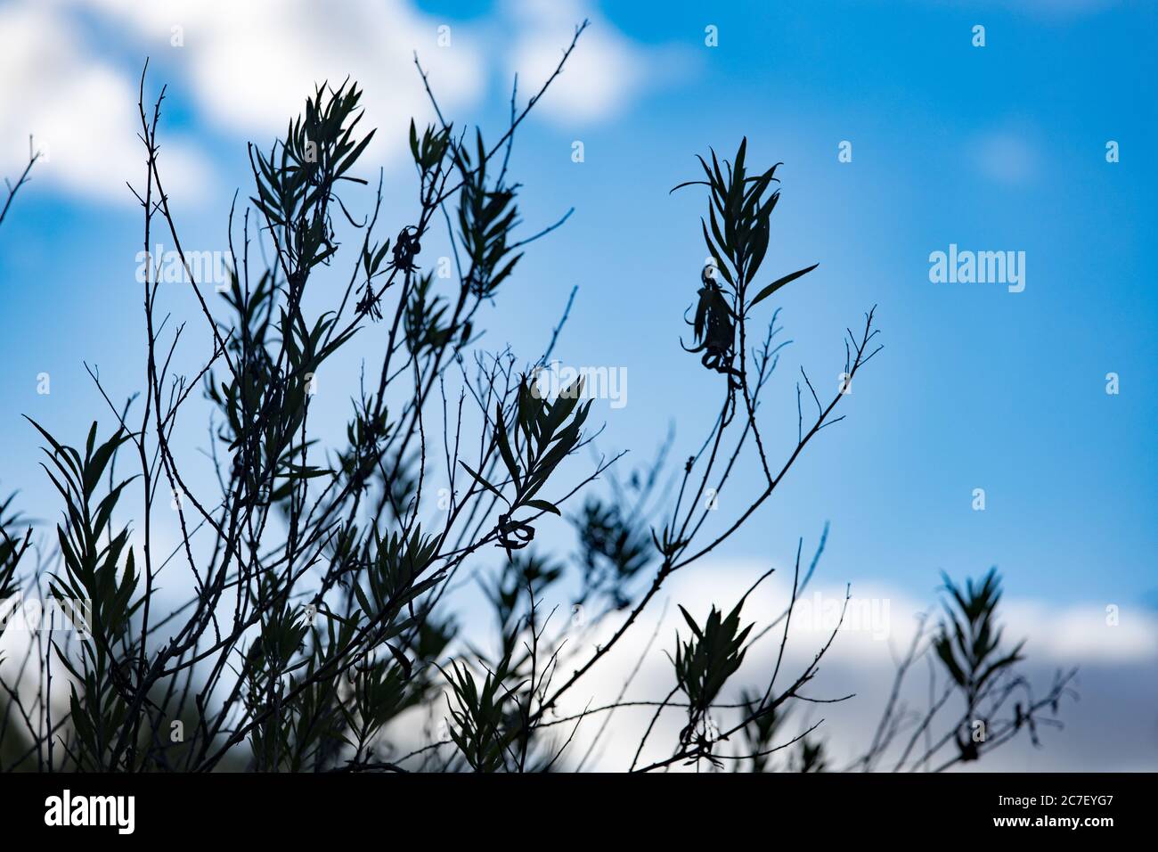 Typische einheimische Sträucher der argentinischen Pampas. Silhouette Zweige Stockfoto