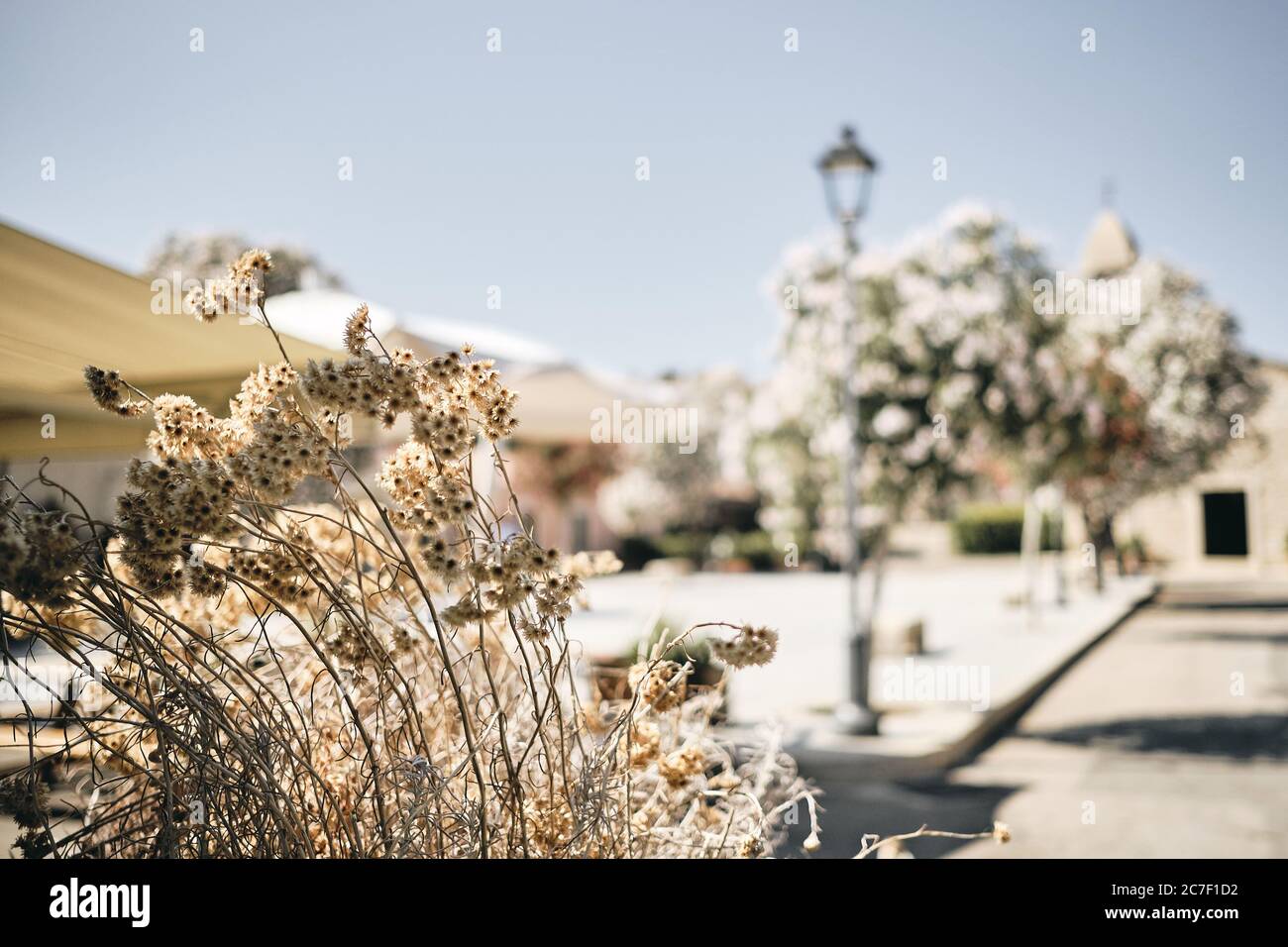 Nahaufnahme von Pflanzen mit verschwommenem Hintergrund bei Tag Stockfoto