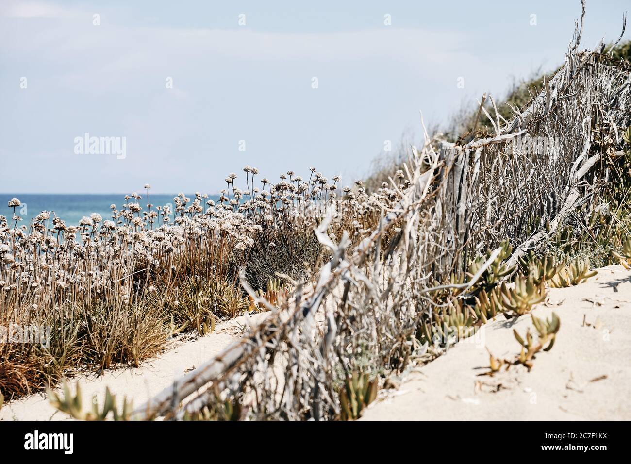Schöne Aufnahme von trockenen Pflanzen auf einer sandigen Oberfläche mit Das Meer und ein blauer Himmel im Hintergrund Stockfoto