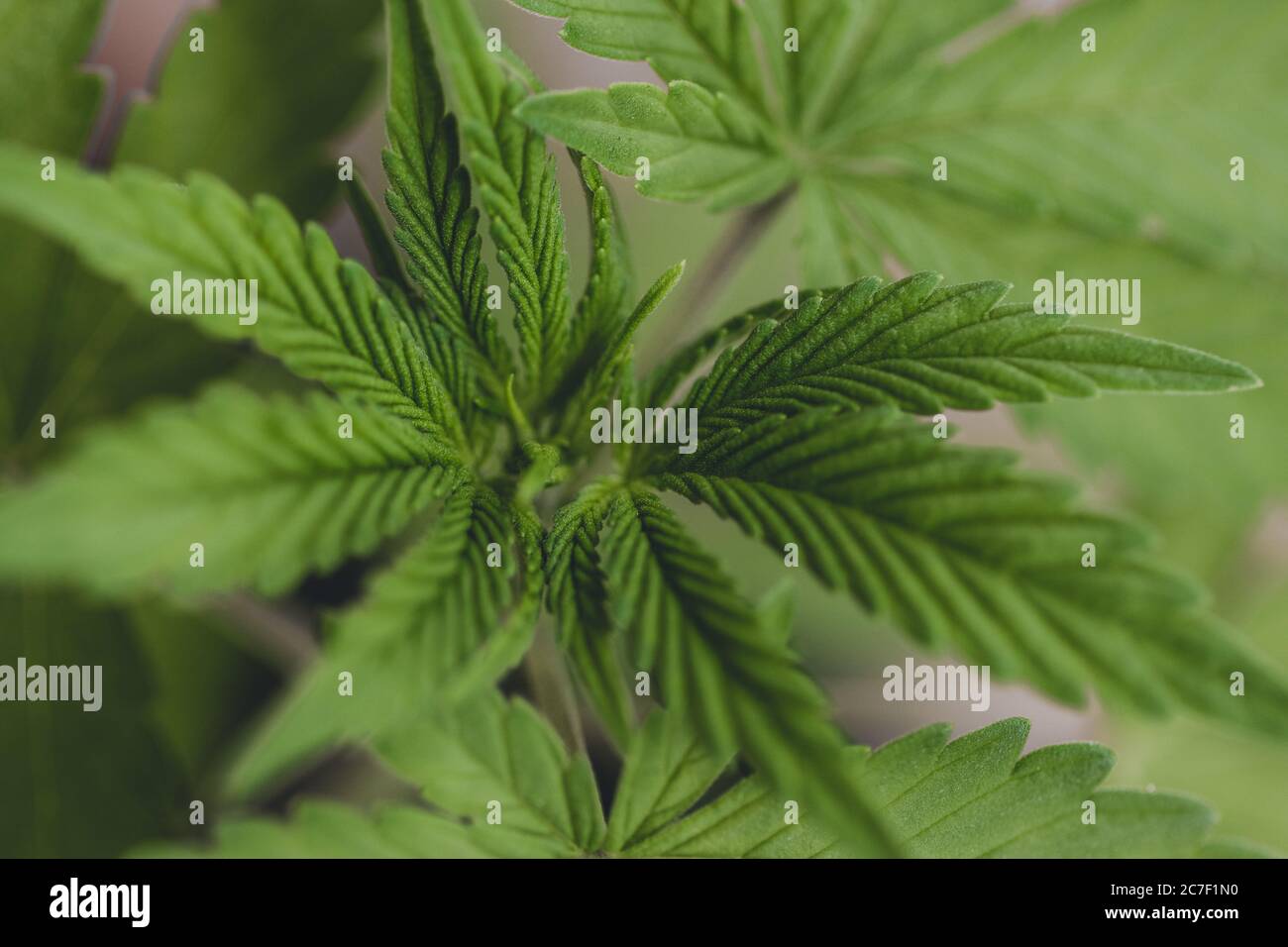 Cannabisblatt junge Pflanze Marihuana grüne Pflanze Nahaufnahme Stockfoto