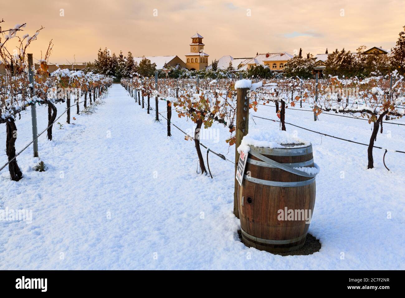 Sunrise, South Coast Winery, Temecula Valley, Südkalifornien, USA Stockfoto