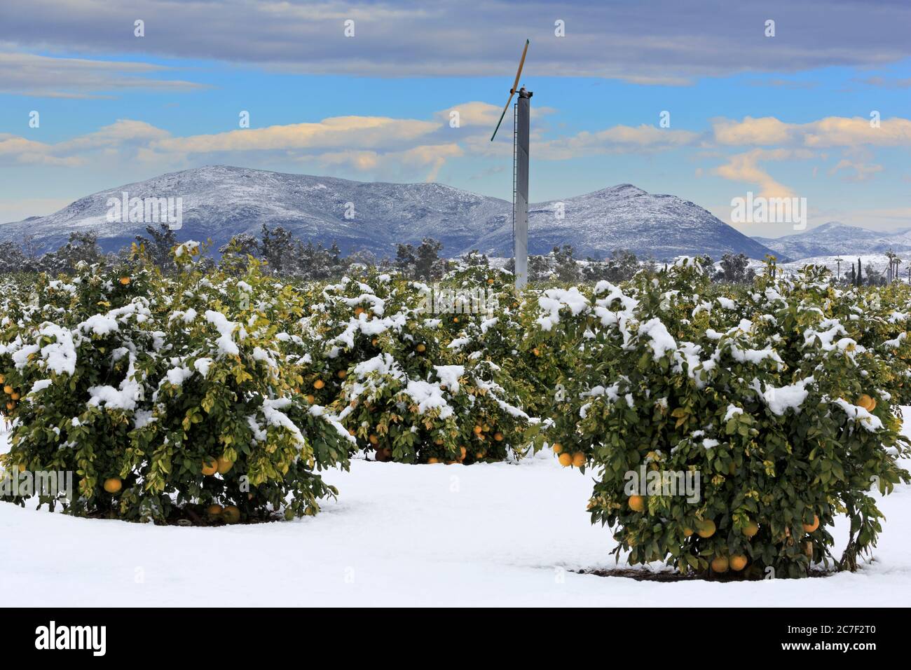 Orangenbäume im Schnee, Temecula Valley, Südkalifornien, USA Stockfoto