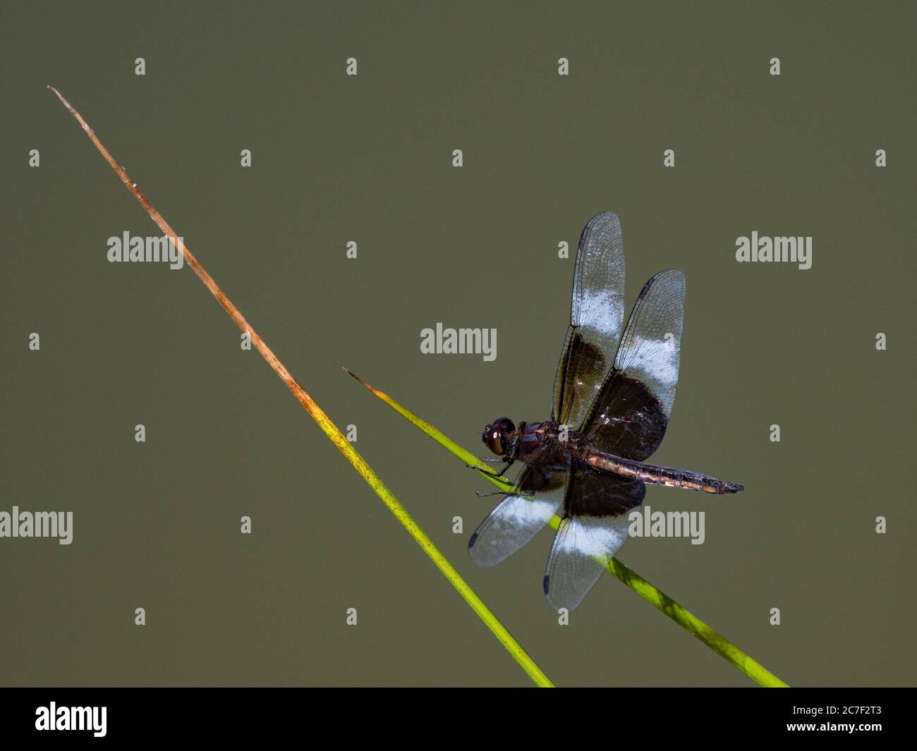 Witwe Skimmer, Libellula luctuosa, eine Libelle, die in den USA in Teichen verbreitet ist Stockfoto