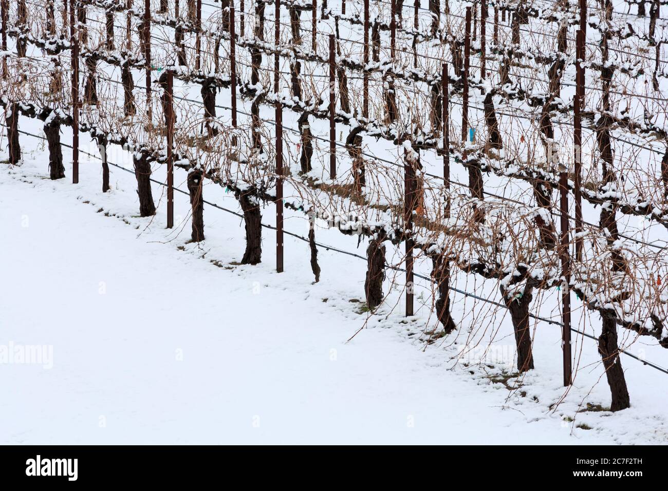 Wilson Creek Winery, Temecula Valley, Südkalifornien, USA Stockfoto