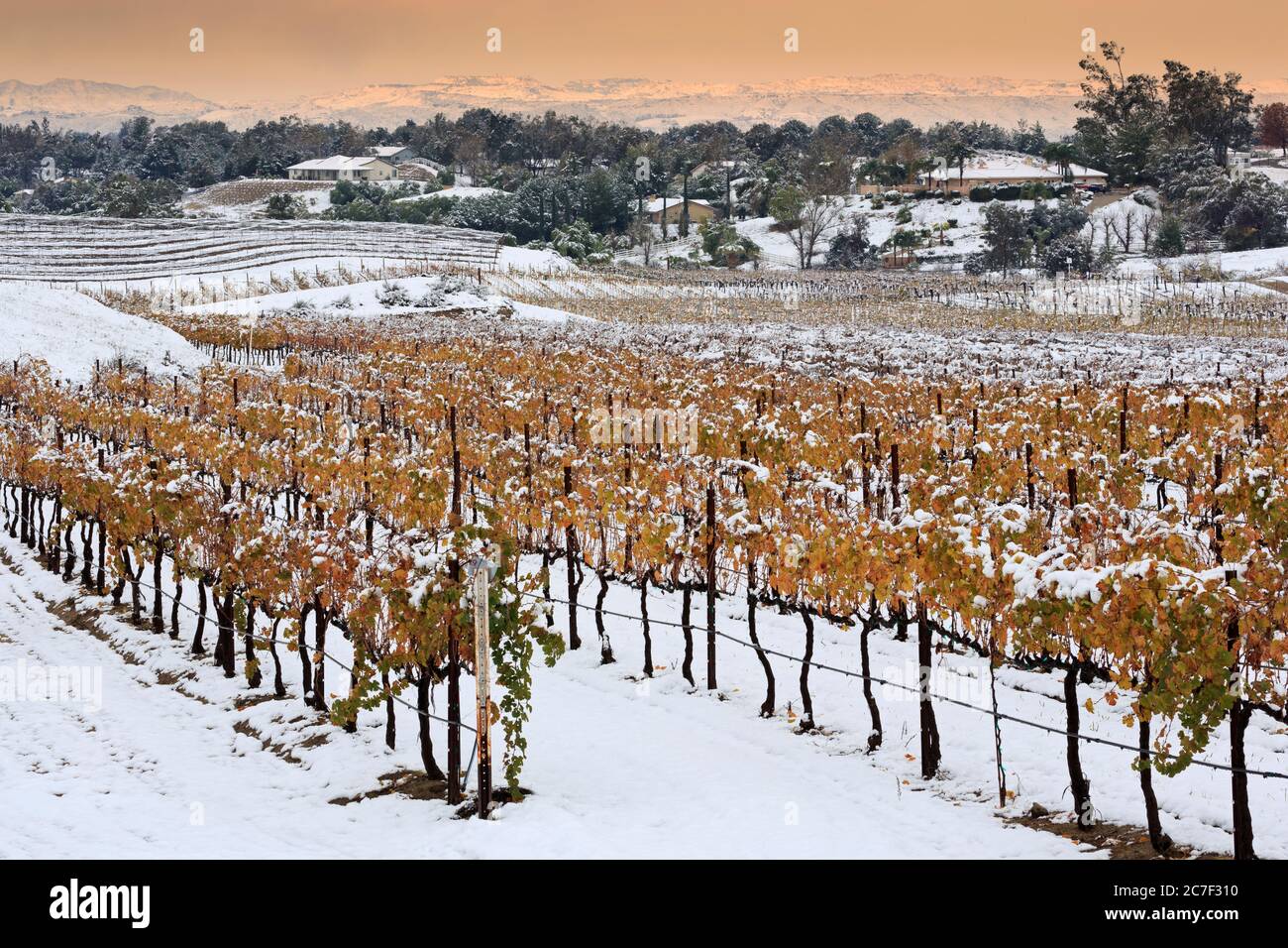 Danza Del Sol Weingut, Temecula Valley, Kalifornien, USA Stockfoto