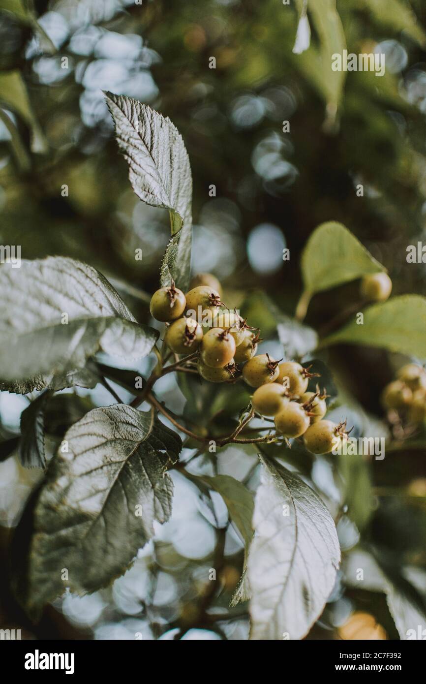 Nahaufnahme von grünen Winterbeeren, die in einem grasbewachsenen Wald wachsen Stockfoto