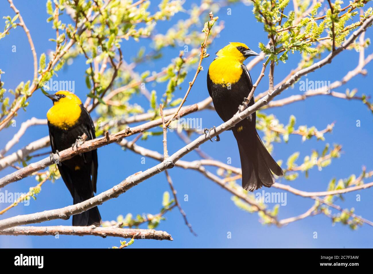 Zwei gelbe Amseln, die in Bäumen in einem Feuchtgebiet der Natur thronen Stockfoto