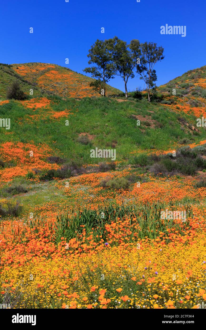 Walker Canyon, Lake Elsinore, Kalifornien, USA Stockfoto