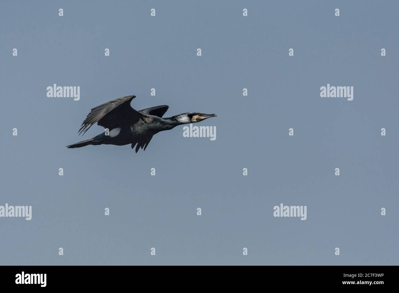 Kormoran (Phalacrocorax carbo) im Flug. Stockfoto