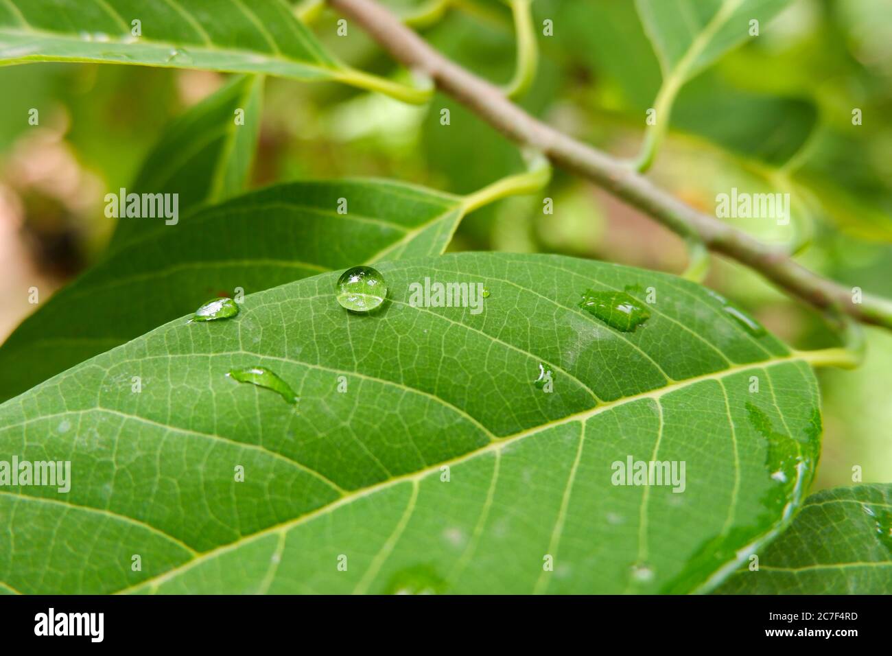 Ein Nahaufnahme von Regentropfen auf grünes Blatt im Park Stockfoto