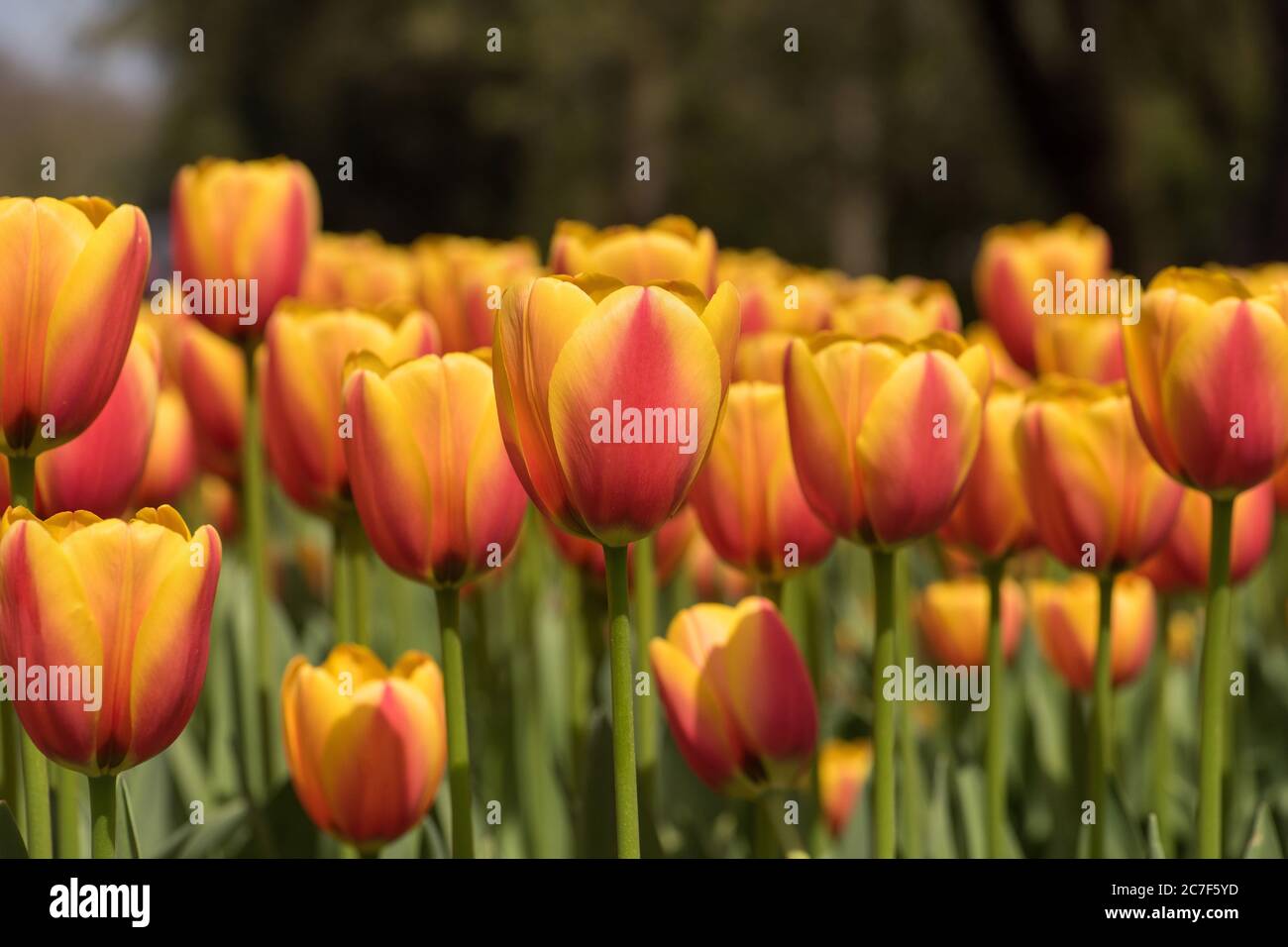 Horizontale Nahaufnahme von wunderschönen rosa und gelben Tulpen - Schönheit in der Natur verbreiten Stockfoto