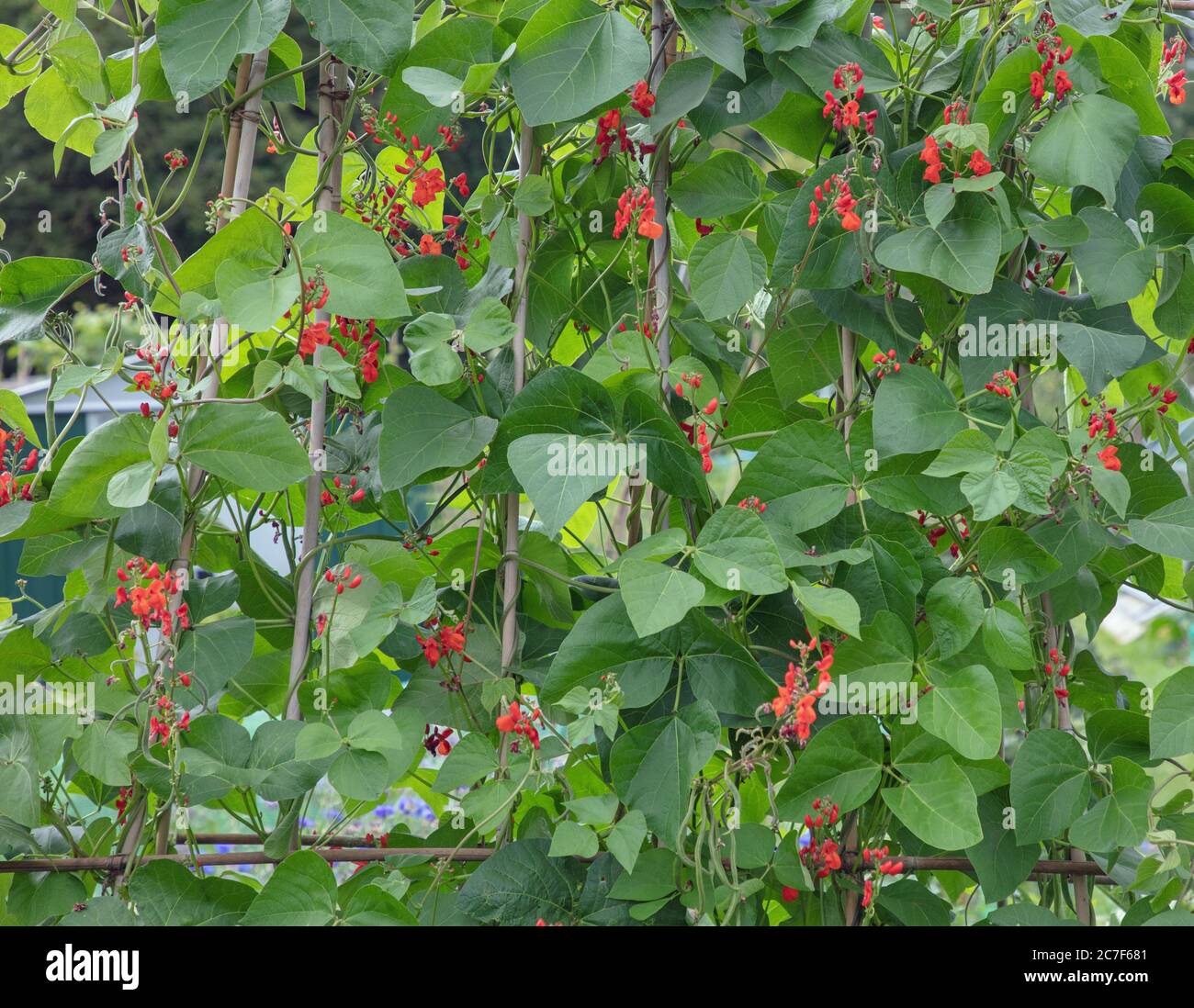 Runner Beans Pflanzen und Blumen gesehen Klettern auf Bambus-Unterstützung Stöcke auf der Zuteilung im Juli. Stockfoto