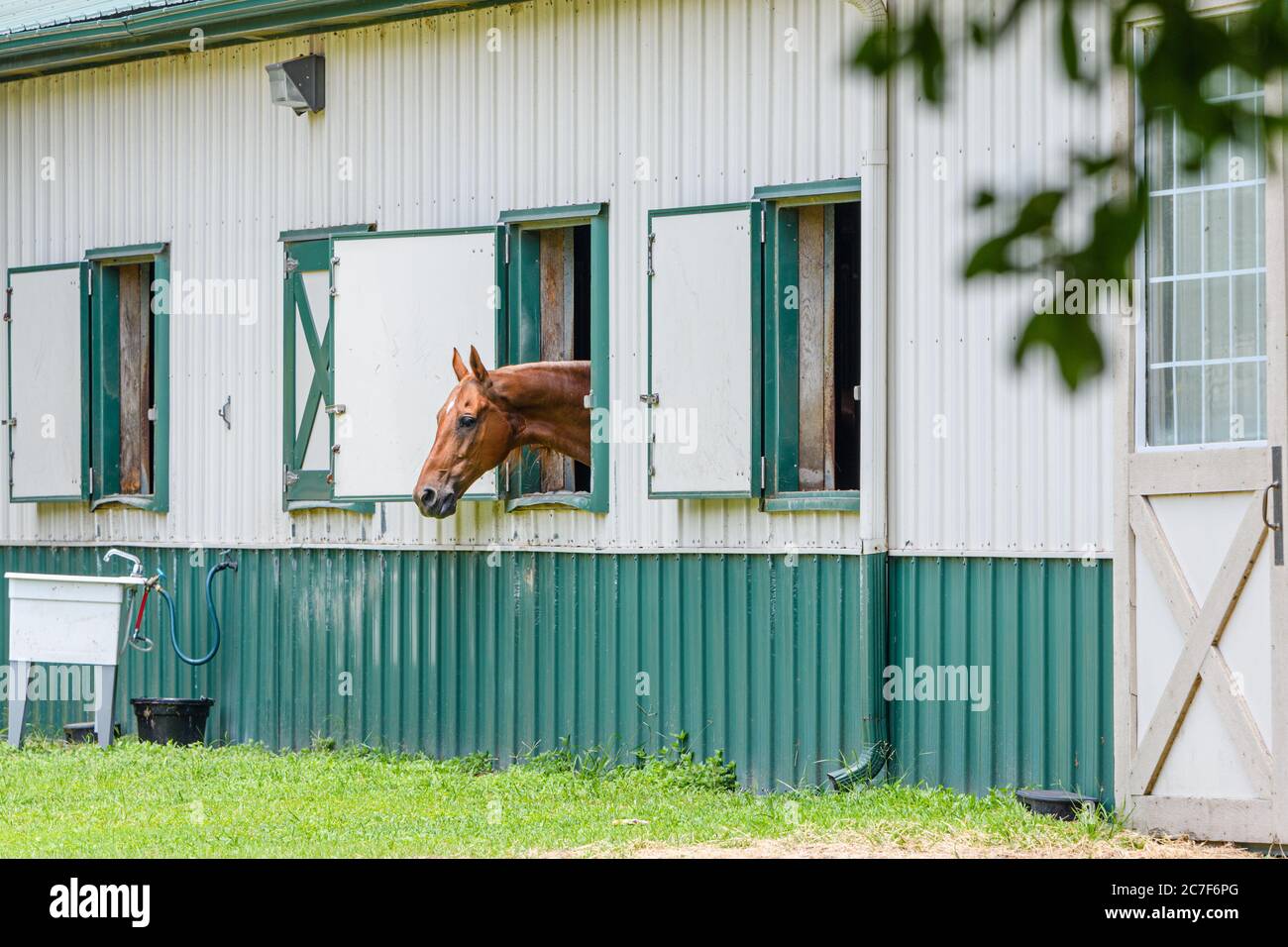 Pferdekopf ragt aus dem Fenster in den Ställen. Stockfoto