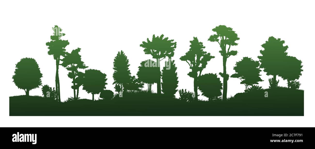 Waldlandschaft. Isoliert auf weißem Hintergrund. Pflanzenlandschaft, Horizont. Silhouetten von Bäumen, Büschen. Vektorgrafik. Dschungel. Stock Vektor