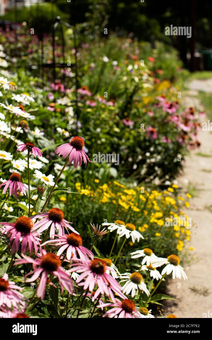 Ein Sommerblumengarten mit Konelblumen an der stark Street in einem historischen Viertel von Nashua, New Hampshire, USA. Stockfoto