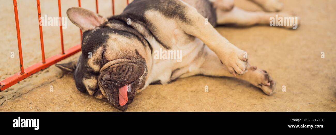 Hund Schläft Mit Der Zunge Raus Stockfotos und bilder Kaufen Alamy