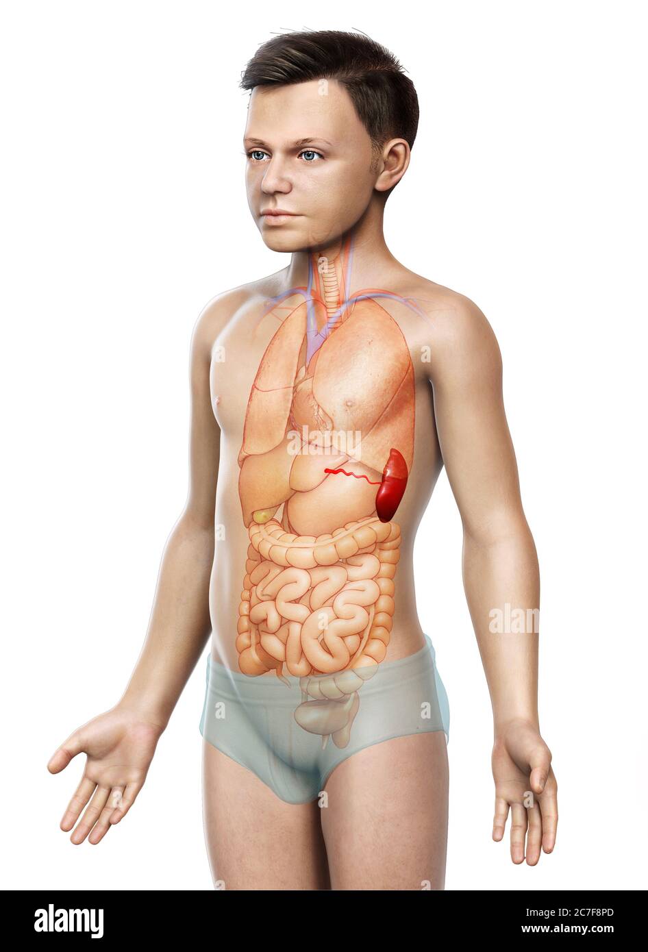 3d gerendert, medizinisch genaue Illustration eines jungen Milz Anatomie Stockfoto