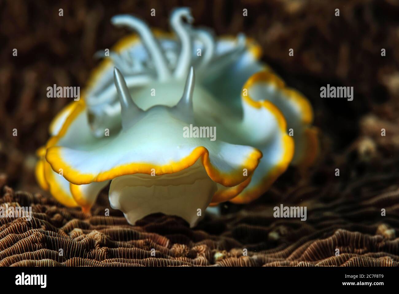 Ardeadoris Sea Slug (Ardeadoris egretta), Bohol, Lake Mindanao, Philippinen Stockfoto